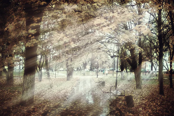 Paisaje Otoño Fondo Rayos Sol Bosque Parque Árboles Vista Estacional —  Fotos de Stock