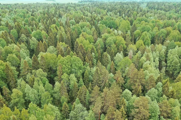 Wald Draufsicht Landschaft Rundumblick Sommerwald Mit Quadrocopter Luftaufnahme — Stockfoto
