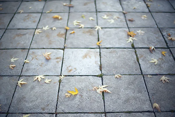 Feuilles Tombées Automne Fond Abstrait Feuilles Jaunes Octobre Dans Parc — Photo