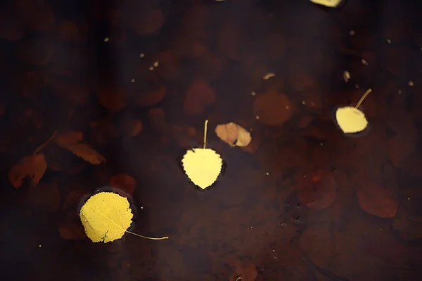 Feuilles Tombées Automne Fond Abstrait Feuilles Jaunes Octobre Dans Parc — Photo