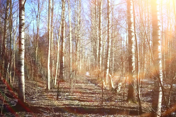 Autunno Paesaggio Sfondo Raggi Sole Nella Foresta Parco Alberi Vista — Foto Stock