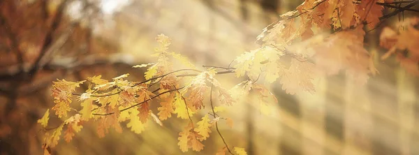 秋の風景背景 森の中の太陽光線 木々の季節の景色10月 — ストック写真