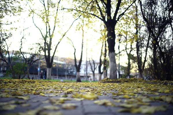 Abgefallene Blätter Herbst Abstrakter Hintergrund Gelbe Blätter Oktober Park Saisonales — Stockfoto