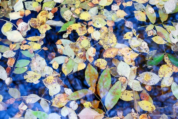 秋の紅葉抽象的な背景黄色の葉公園の10月季節のデザイン — ストック写真