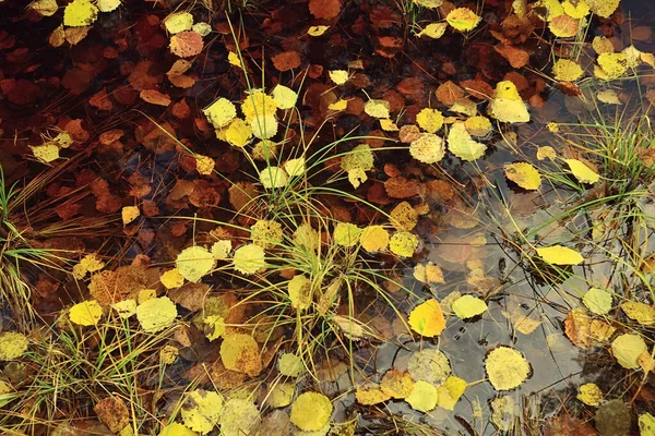 Опавшие Листья Осенний Абстрактный Фон Желтые Листья Октябрь Парке Сезонный — стоковое фото