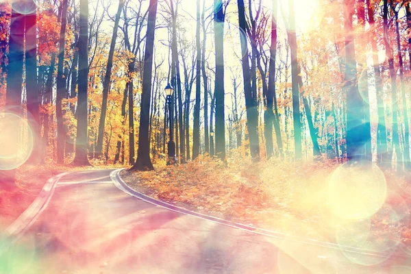 Autumn Landscape Background Sun Rays Forest Park Trees Seasonal View — Stock Photo, Image