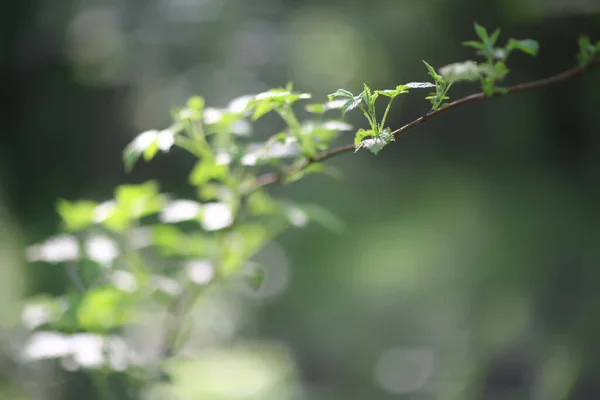 Abstrato Verde Verão Bokeh Fundo Gradiente Vista Arte Textura Brilho — Fotografia de Stock