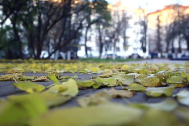 Sonbahar mevsimi parktaki manzara, sarı ağaçların arka planı.