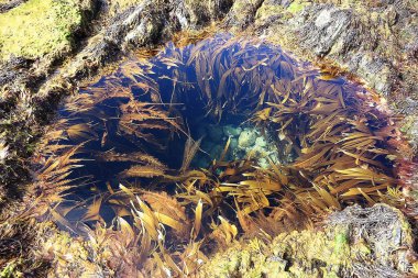 Suyun altındaki yosunlar, denizdeki manzaralar, sualtı manzarası tnetexture