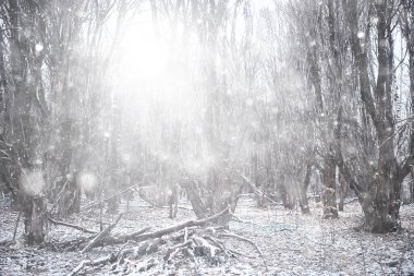 Parka ilk kar yağışının soyut yeni yıl görüntüsü
