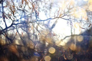 Yapraksız dallara bakış, soyut, stres üzüntüsü