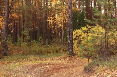 Altın sonbahar orman manzarası, karışık orman manzarası, tayga, ekim ayında doğa.