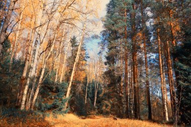Altın sonbahar orman manzarası, karışık orman manzarası, tayga, ekim ayında doğa.