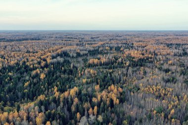 Sonbahar orman manzarası, insansız hava aracının görüntüsü, Ekim parkında yukarıdan izlenen hava fotoğrafları.