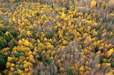Sonbahar orman manzarası, insansız hava aracının görüntüsü, Ekim parkında yukarıdan izlenen hava fotoğrafları.