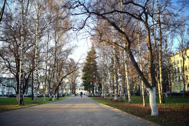 Sonbahar mevsimi parktaki manzara, sarı ağaçların arka planı.