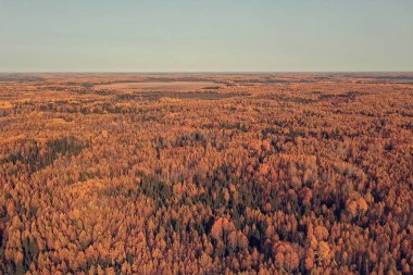 Sonbahar orman manzarası, insansız hava aracının görüntüsü, Ekim parkında yukarıdan izlenen hava fotoğrafları.