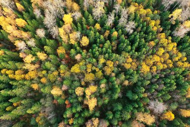 Sonbahar orman manzarası, insansız hava aracının görüntüsü, Ekim parkında yukarıdan izlenen hava fotoğrafları.