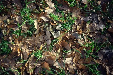 Bulanık sonbahar hava durumu arkaplanı, sonbahar yapraklarının düşüşü görünümü
