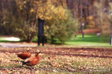 Sonbahar parkında ördek, soyut rahatlama manzarası
