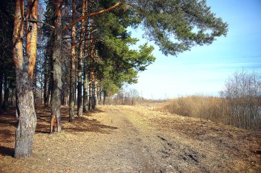 Şehrin arka planındaki sonbahar parkı, soyut sonbahar manzarası