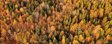 Sonbahar orman manzarası, insansız hava aracının görüntüsü, Ekim parkında yukarıdan izlenen hava fotoğrafları.