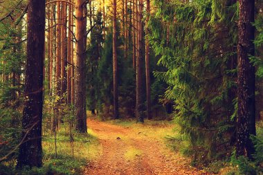 Altın sonbahar orman manzarası, karışık orman manzarası, tayga, ekim ayında doğa.