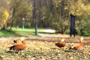 Sonbahar parkında ördek, soyut rahatlama manzarası