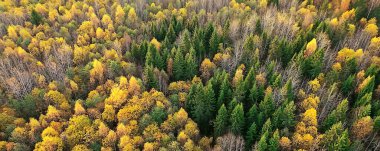 Sonbahar orman manzarası, insansız hava aracının görüntüsü, Ekim parkında yukarıdan izlenen hava fotoğrafları.