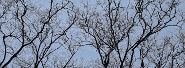 Yapraksız dallara bakış, soyut, stres üzüntüsü