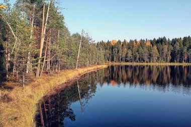Manzara manzarası, nehir sonbahar orman dronu, güzel bir yolculuk.