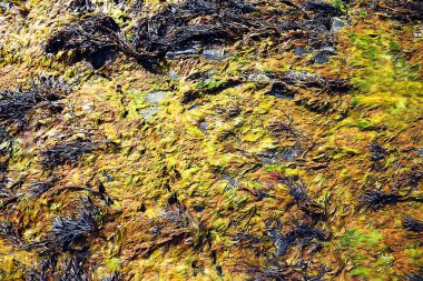 Suyun altındaki yosunlar, denizdeki manzaralar, sualtı manzarası tnetexture