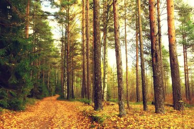 Altın sonbahar orman manzarası, karışık orman manzarası, tayga, ekim ayında doğa.