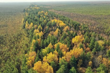 Sonbahar orman manzarası, insansız hava aracının görüntüsü, Ekim parkında yukarıdan izlenen hava fotoğrafları.