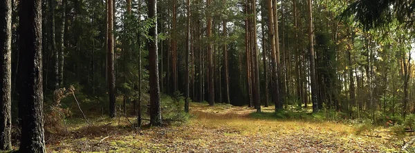 Autunno Dorato Paesaggio Forestale Vista Foresta Mista Taiga Natura Nel — Foto Stock