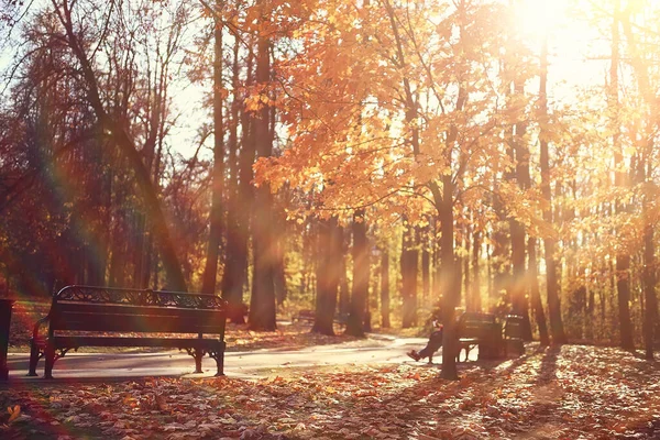 Otoño Estación Paisaje Parque Vista Los Árboles Amarillos Callejón Fondo — Foto de Stock