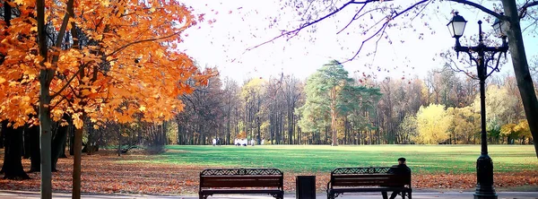 Пейзаж Осеннего Сезона Парке Вид Переулок Желтых Деревьев — стоковое фото