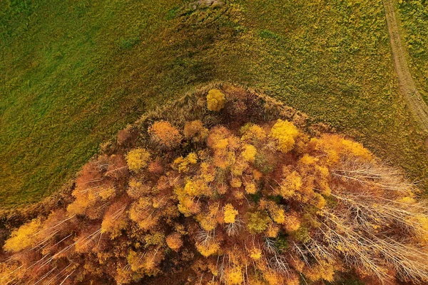 Höst Skog Landskap Från Drönare Flygfoto Sett Ovanifrån Oktober Park — Stockfoto