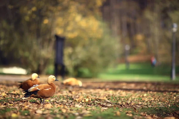 Canard Dans Parc Automne Vue Détente Abstraite Seule — Photo