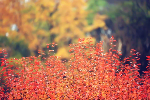 Multicolored Leaves Branches Background Abstract Blurred Wallpaper View — Stock Photo, Image