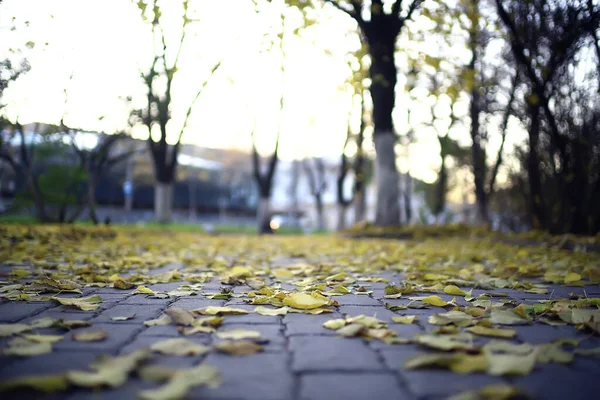 Jesienny Park Tle Miasta Krajobraz Abstrakcyjny Widok Jesieni — Zdjęcie stockowe