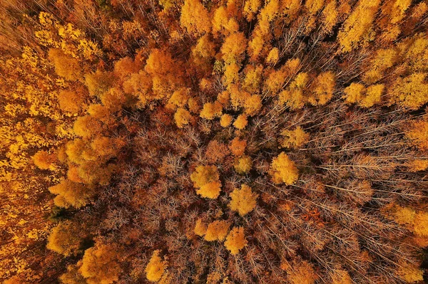 Höst Skog Landskap Från Drönare Flygfoto Sett Ovanifrån Oktober Park — Stockfoto