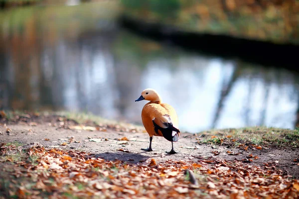 Утка Осеннем Парке Вид Абстрактный Отдых Одиночку — стоковое фото