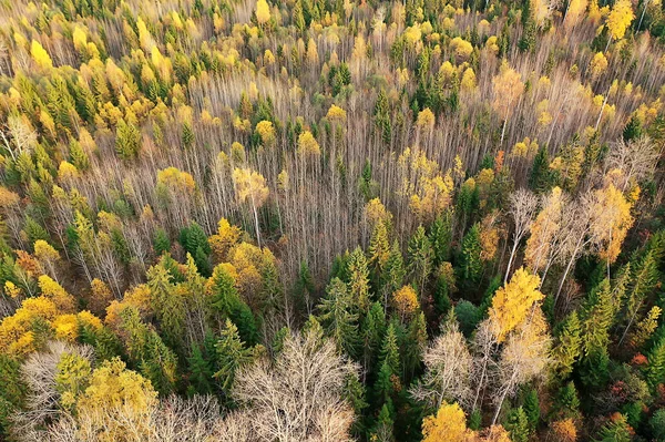 Outono Paisagem Florestal Vista Drone Fotografia Aérea Vista Cima Outubro — Fotografia de Stock