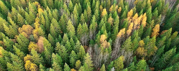 秋の森の風景ドローンからの眺め10月の公園から見た空中写真 — ストック写真