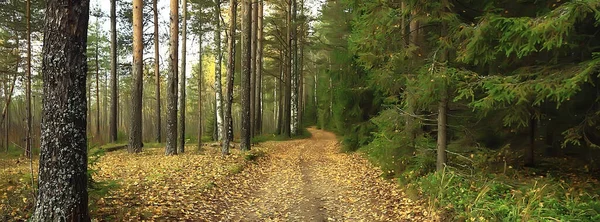 Gyldne Efterår Skov Landskab Blandet Skov Udsigt Taiga Natur Oktober - Stock-foto