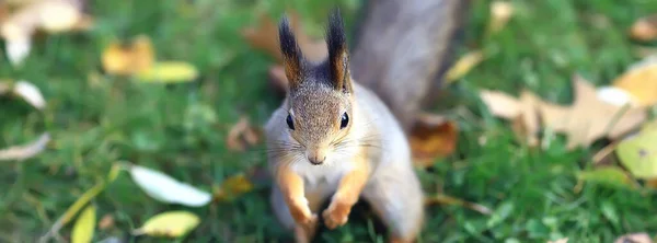 Esquilo Floresta Outono Retrato Animais Selvagens — Fotografia de Stock
