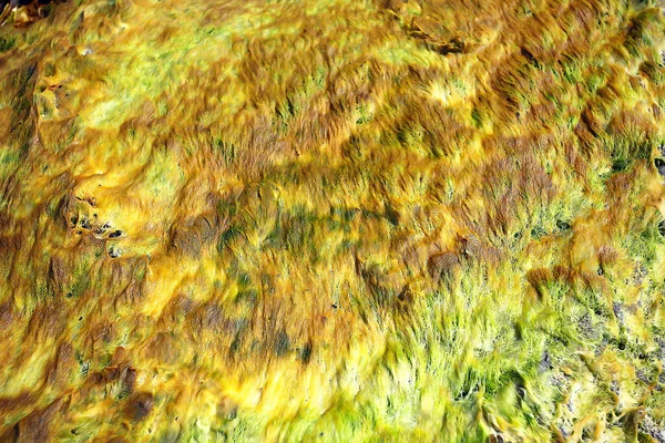 Algen Onder Water Landschap Zee Onderwaterlandschap Tnetextuur — Stockfoto