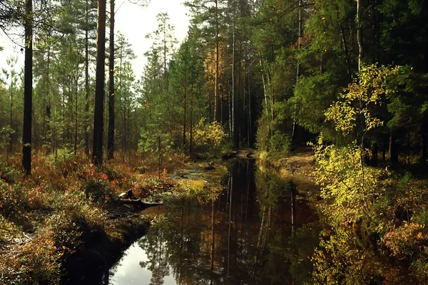 Autunno Dorato Paesaggio Forestale Vista Foresta Mista Taiga Natura Nel — Foto Stock