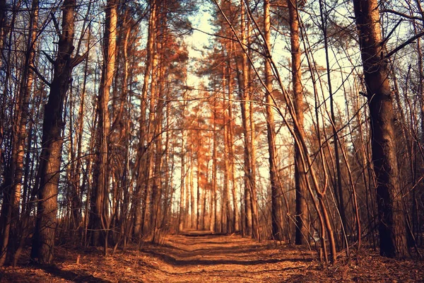 Złoty Jesienny Krajobraz Leśny Mieszany Widok Las Tajga Natura Październiku — Zdjęcie stockowe